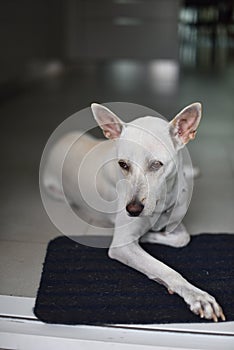 A white female dog is waiting for her snack in a modern house with calm.