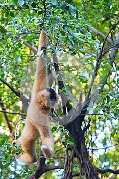 A white female gibbon is hanging on the tree in the zoo