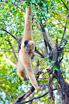 A white female gibbon is hanging on the tree in the zoo