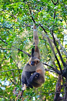 A white female gibbon is holding a baby gibbon on the tree