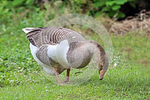 White female goose is stay in nature farm garden at thailand