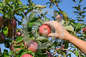 White female hand take ripe Red Fuji apples