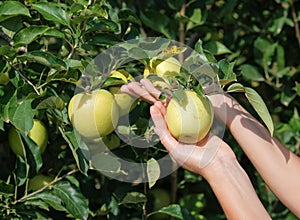 White female hands hold on fresh green apples from apple tree