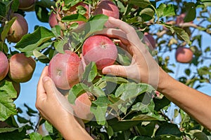 White female hands take fresh ripe Red Fuji apples