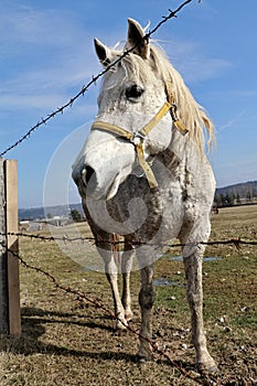White female horse standing behind the barbed wire fence