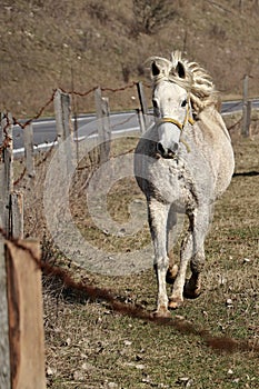 White female horse with yellow halter trotting near barbed wire fence