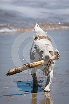Jack Russell dog enjoying fun fetching a stick in the waves at a beach