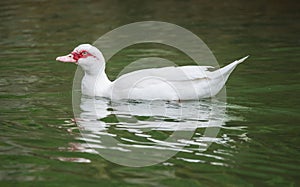 White Female Muscovy duck in a river