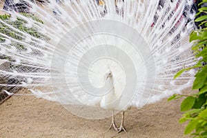 White female peacock in Vienna gardens