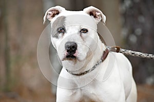 White female Pitbull Terrier dog outside on leash