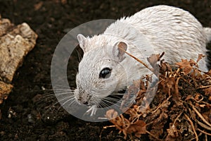 White female rodent outdoors photo