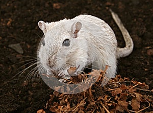 White female rodent outdoors photo