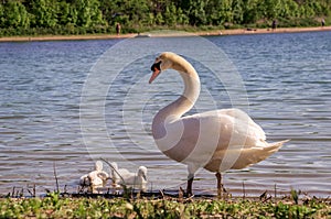 A white female swan with little swans on the bank of the lake