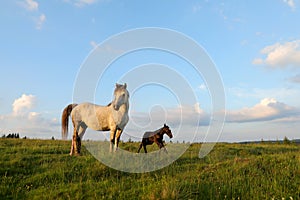 A white female of wild horse gave birth to a young newborn foal horses on a grassy meadow.