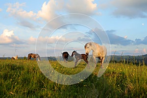 A white female of wild horse gave birth to a young newborn foal horses on a grassy meadow.