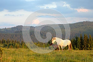 A white female of wild horse gave birth to a young newborn foal horses on a grassy meadow.