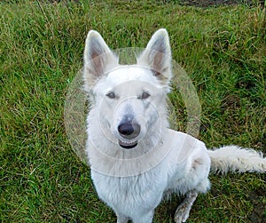 White female Wolf smiling into camera