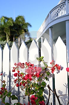 A white fence amid lush tropical flowers in Key West Florida