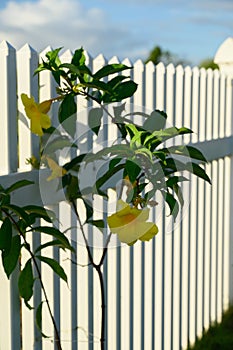 white fence pattern with yellow exotic shrub