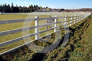 White Fences - Horse photo