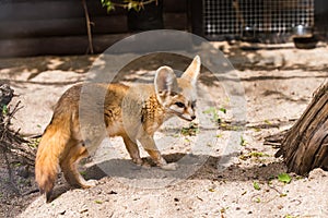 White Fennec fox or Desert fox with big ear