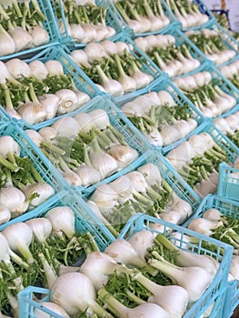 White fennels with green leaves close-up in blue boxes in market. Vertical. Organic vegetables. Ingredients