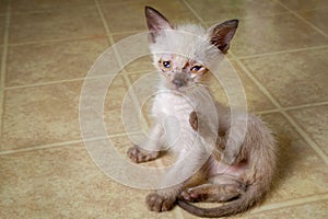 White Feral Kitten Scratching