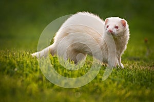 White Ferret