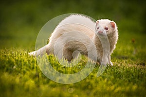 White ferret