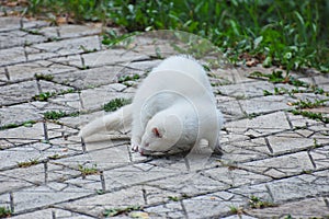 White ferret