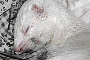 White ferret albino sleeping on the bed