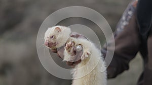 A white ferret and a bearded hunter