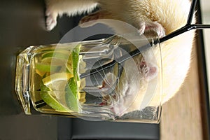 white Ferret with drink