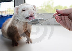 Ferret eats a treat