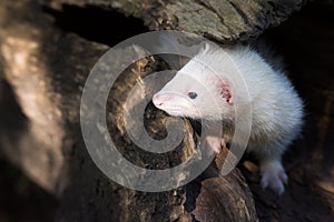 White Ferret Exploring Hollow Log