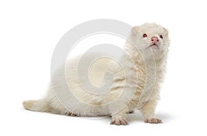 White Ferret looking away