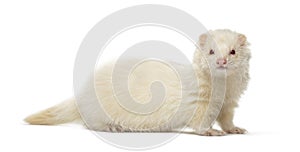 White Ferret looking at the camera, isolated