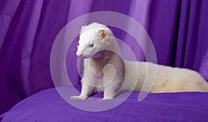 White Ferret Named Silver