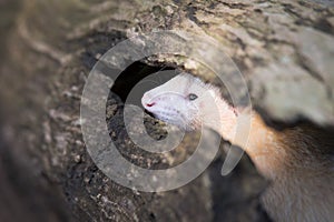 White Ferret Peering Out Of Hollow Log