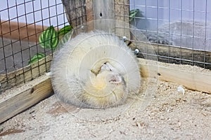 White ferret sleeps in a cage closeup