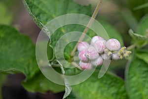 White Feverwort Triosteum pinnatifidum x himalayense, white pinkish berries