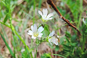 on a white field flower a bee eats