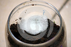 White filamentous fungus (mold or mould) growing on organic matter in a glass jar : (pix Sanjiv Shukla)