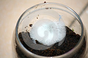 White filamentous fungus (mold or mould) growing on organic matter in a glass jar : (pix Sanjiv Shukla)