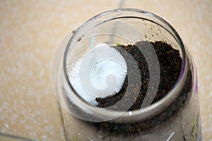 White filamentous fungus (mold or mould) growing on organic matter in a glass jar : (pix Sanjiv Shukla)