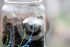 White filamentous fungus (mold or mould) growing on organic matter in a glass jar : (pix Sanjiv Shukla)