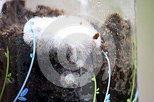 White filamentous fungus (mold or mould) growing on organic matter in a glass jar : (pix Sanjiv Shukla)