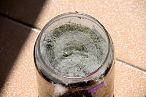 White filamentous fungus (mold or mould) growing on organic matter in a glass jar : (pix Sanjiv Shukla)