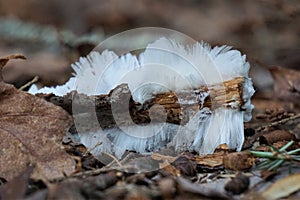 White filamentous Hair Ice growing on dead branch amidst dead leaves