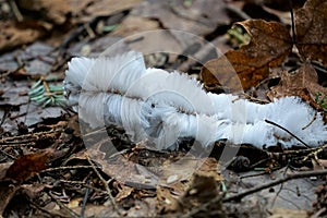 White filamentous hairs of slime mold grow on stick